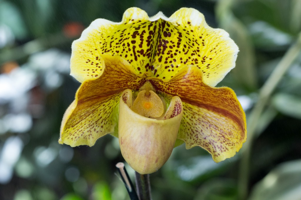 Mainau_-_Orchideen_-_Frauenschuh_003